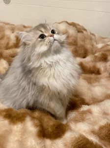 贵族猫咪，温顺美丽，养护需用心（金吉拉算不算贵族猫）