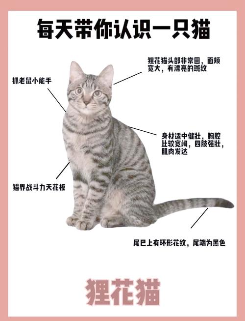 性格外貌大不同（欧洲短毛猫和狸花猫的区别）