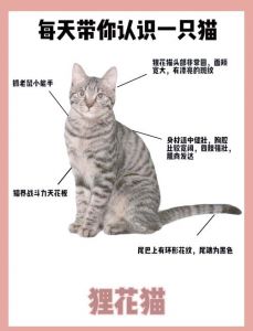 性格外貌大不同（欧洲短毛猫和狸花猫的区别）