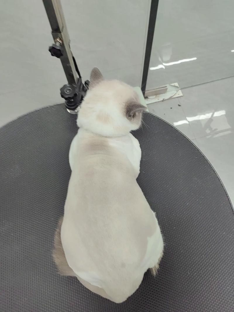 剃毛伤猫?短毛猫夏季别剃,科学养猫听兽医(短毛猫可以剃毛么) 剃毛伤猫?短毛猫夏季别剃,科学养猫听兽医(短毛猫可以剃毛么)