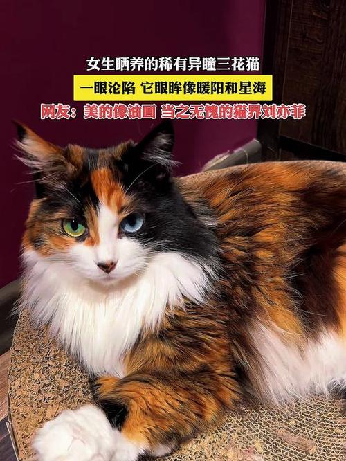 三色毛蓝绿眼,体型小巧性格温顺(图片中三花猫的眼睛是什么颜色) 三色毛蓝绿眼,体型小巧性格温顺(图片中三花猫的眼睛是什么颜色)