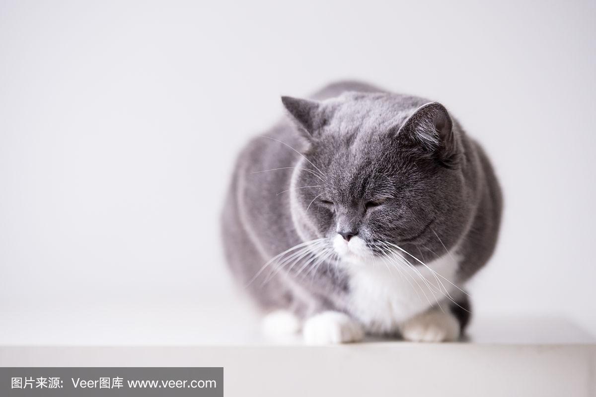 灰色猫不都一样?分清品种看脸型毛发!(灰色波斯猫图片) 灰色猫不都一样?分清品种看脸型毛发!(灰色波斯猫图片)