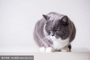 灰色猫不都一样？分清品种看脸型毛发！（灰色波斯猫图片）