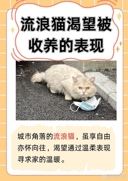 流浪猫认主慢需耐心互动(流浪猫养多久才认主人) 流浪猫认主慢需耐心互动(流浪猫养多久才认主人)
