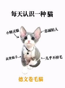 德文猫粘人贵难养，破坏力惊人？（德文猫让我彻底讨厌猫了）