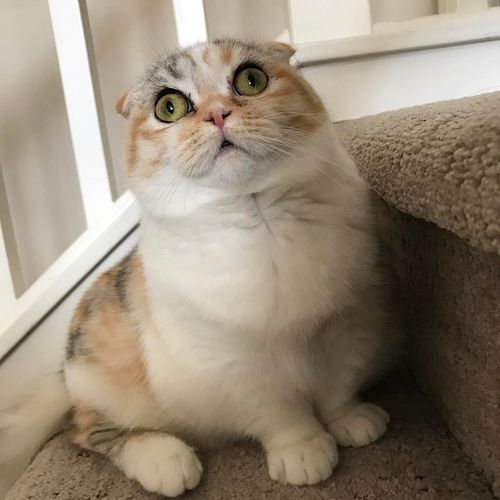 活泼好奇三花猫,性格独立爱淘气(三花折耳猫的习性) 活泼好奇三花猫,性格独立爱淘气(三花折耳猫的习性)
