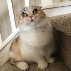 活泼好奇三花猫，性格独立爱淘气（三花折耳猫的习性）