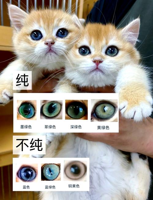 猫咪看世界偏蓝绿,动态最敏感(猫眼睛能看见什么颜色) 猫咪看世界偏蓝绿,动态最敏感(猫眼睛能看见什么颜色)