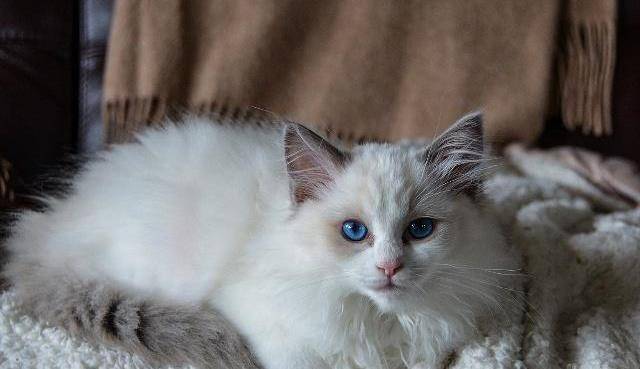母猫发情嚎叫乱蹭?试试绝育吧!(养的母布偶猫发情应该怎么做) 母猫发情嚎叫乱蹭?试试绝育吧!(养的母布偶猫发情应该怎么做)