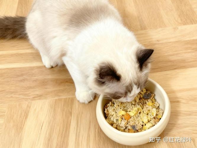 猫咪天然饮食,护肝护肾好帮手(家里诱猫用什么食物效果最好) 猫咪天然饮食,护肝护肾好帮手(家里诱猫用什么食物效果最好)