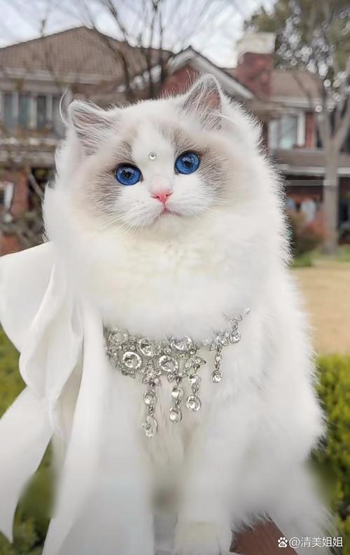 波斯猫眼睛颜色多,异瞳添魅力,但健康需关注(波斯猫眼睛真实图片) 波斯猫眼睛颜色多,异瞳添魅力,但健康需关注(波斯猫眼睛真实图片)