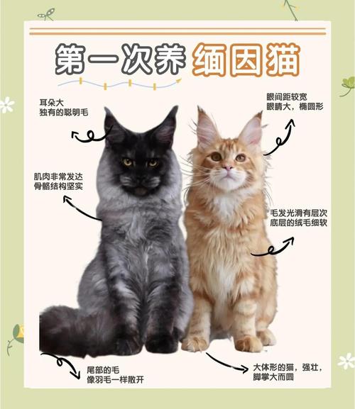 高蛋白与健康喂食技巧(缅因猫最爱吃的6种东西) 高蛋白与健康喂食技巧(缅因猫最爱吃的6种东西)