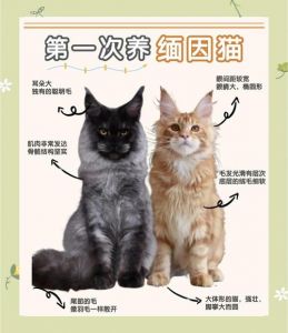 高蛋白与健康喂食技巧（缅因猫最爱吃的6种东西）
