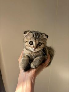 温顺伴侣猫，选健康性格，别信迷信（折耳猫凶还是招财）