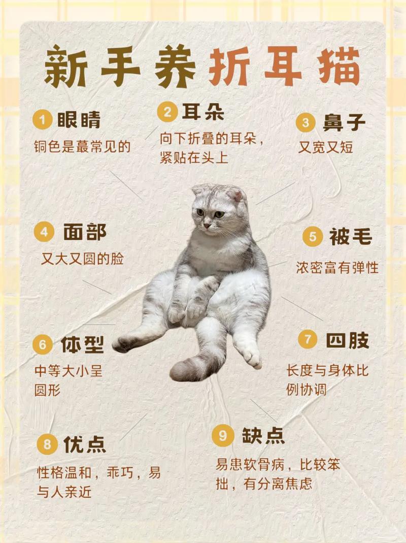 警惕!养折耳猫终身疼痛+高额医药费(折耳猫为什么不能养) 警惕!养折耳猫终身疼痛+高额医药费(折耳猫为什么不能养)