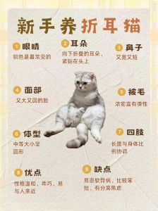 警惕！养折耳猫终身疼痛+高额医药费（折耳猫为什么不能养）