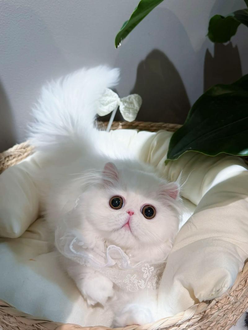 波斯猫和加菲猫的区别(加菲属于波斯猫吗) 波斯猫和加菲猫的区别(加菲属于波斯猫吗)