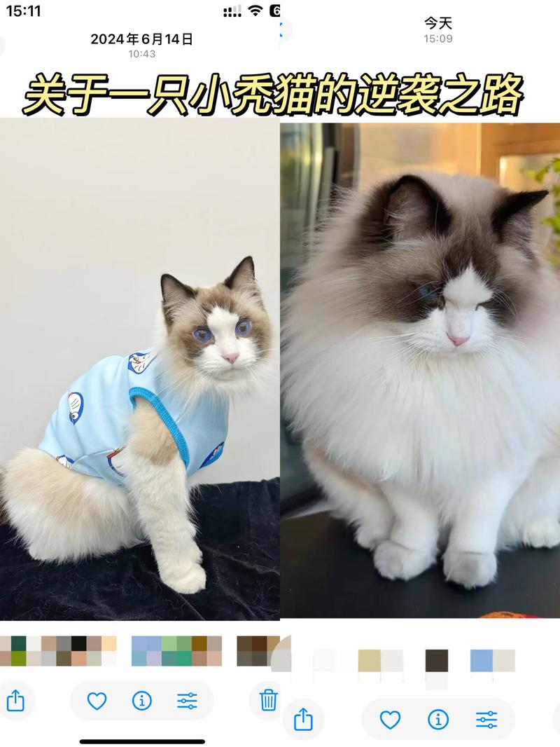 颜值高又粘人,布偶猫太治愈了!(网红布偶猫) 颜值高又粘人,布偶猫太治愈了!(网红布偶猫)