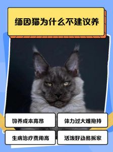 磨爪梳毛保暖及健康关键（养缅因猫的注意事项）