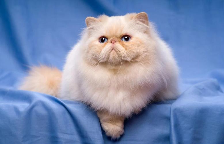 神秘优雅波斯猫,捉摸不透的性格!(波斯猫闭着他的双眼) 神秘优雅波斯猫,捉摸不透的性格!(波斯猫闭着他的双眼)