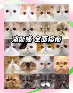 仓鼠波斯猫能共处吗？安全起见还是分开养！（仓鼠和波斯猫能共养吗）