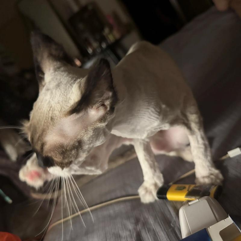 布偶猫掉毛正常?梳毛调整饮食是好方法(布偶猫现在换毛期要剃毛吗) 布偶猫掉毛正常?梳毛调整饮食是好方法(布偶猫现在换毛期要剃毛吗)