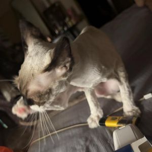 布偶猫掉毛正常？梳毛调整饮食是好方法（布偶猫现在换毛期要剃毛吗）