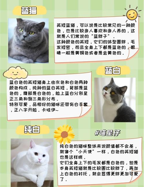 英短虎斑折耳猫价格及购买渠道(英短虎斑折耳猫多少钱) 英短虎斑折耳猫价格及购买渠道(英短虎斑折耳猫多少钱)