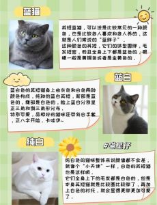 英短虎斑折耳猫价格及购买渠道（英短虎斑折耳猫多少钱）