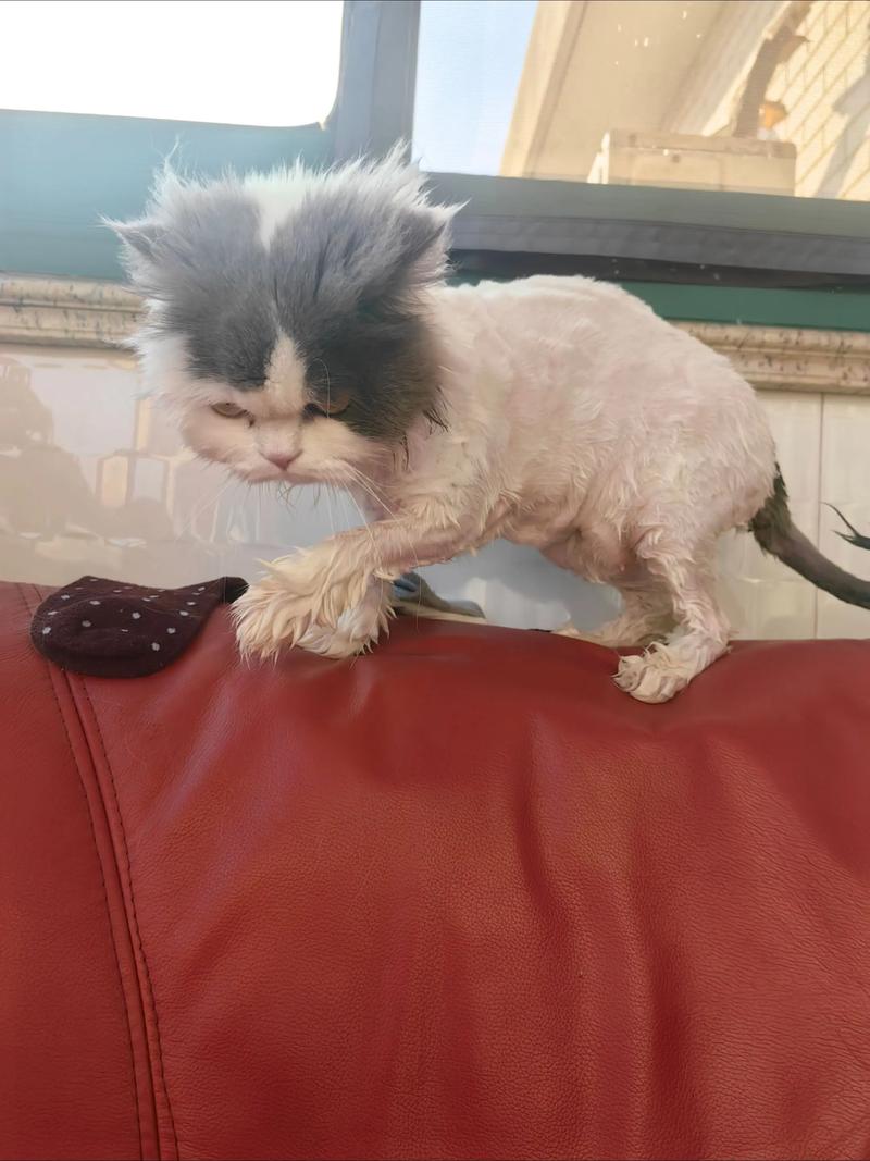猫咪剃毛不好,自然降温更安全(小猫什么季节剃毛比较好) 猫咪剃毛不好,自然降温更安全(小猫什么季节剃毛比较好)
