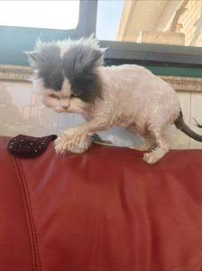 静音安全剃毛器，选对爱猫更舒心（好用的猫咪脚毛剃毛的）