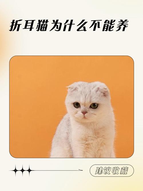 捡到折耳猫养不?需考虑健康遗传(捡到一只折耳猫该养吗) 捡到折耳猫养不?需考虑健康遗传(捡到一只折耳猫该养吗)