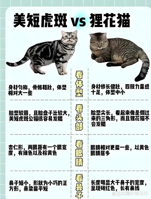 性格外貌大不同(虎斑猫和狸花猫对比图) 性格外貌大不同(虎斑猫和狸花猫对比图)