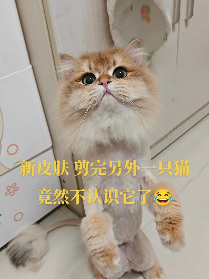 剃完毛多久长回来?猫咪毛发再生时间(猫剃毛了多久才能长回原样) 剃完毛多久长回来?猫咪毛发再生时间(猫剃毛了多久才能长回原样)