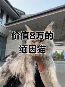 富裕人家爱养名贵猫，高端大气有品味（有钱人养的猫）