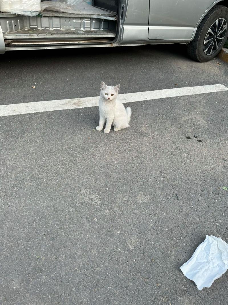 街头英短猫,黑白优雅照(白色短毛猫街头照片) 街头英短猫,黑白优雅照(白色短毛猫街头照片)