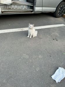街头英短猫，黑白优雅照（白色短毛猫街头照片）