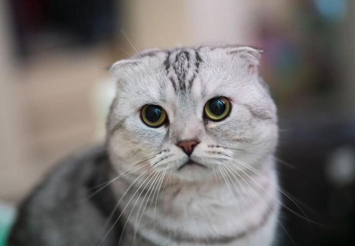 拒绝折耳猫,别让小猫承受天生痛苦!(折耳猫图片) 拒绝折耳猫,别让小猫承受天生痛苦!(折耳猫图片)