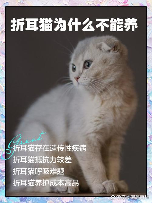 折耳猫可爱但需防病痛(猫折耳会有什么影响) 折耳猫可爱但需防病痛(猫折耳会有什么影响)