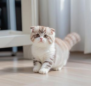 形态性格大不同（猫咪折耳和不折耳有什么区别）