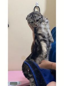 虎斑折耳猫价格差异大，从1000元到上万元不等（虎斑折耳猫多少钱一只）