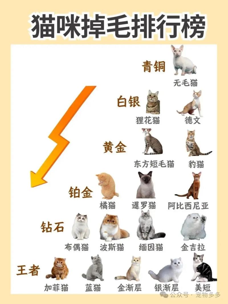 别给猫咪剃毛啦,伤皮肤还可能吓到它!(猫咪剃毛的好处和坏处) 别给猫咪剃毛啦,伤皮肤还可能吓到它!(猫咪剃毛的好处和坏处)