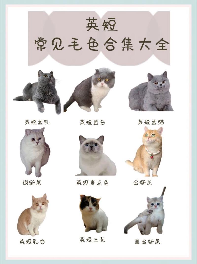 12种特色宠物猫介绍(英国猫咪品种大全及图片) 12种特色宠物猫介绍(英国猫咪品种大全及图片)