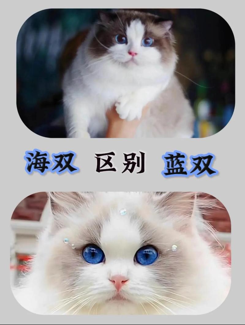 布偶猫不止海双蓝双,山猫纹很特别(什么叫海双布偶猫) 布偶猫不止海双蓝双,山猫纹很特别(什么叫海双布偶猫)