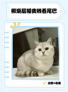银渐层猫价800至12000元，品相血统影响大（银渐层猫多少钱一只）