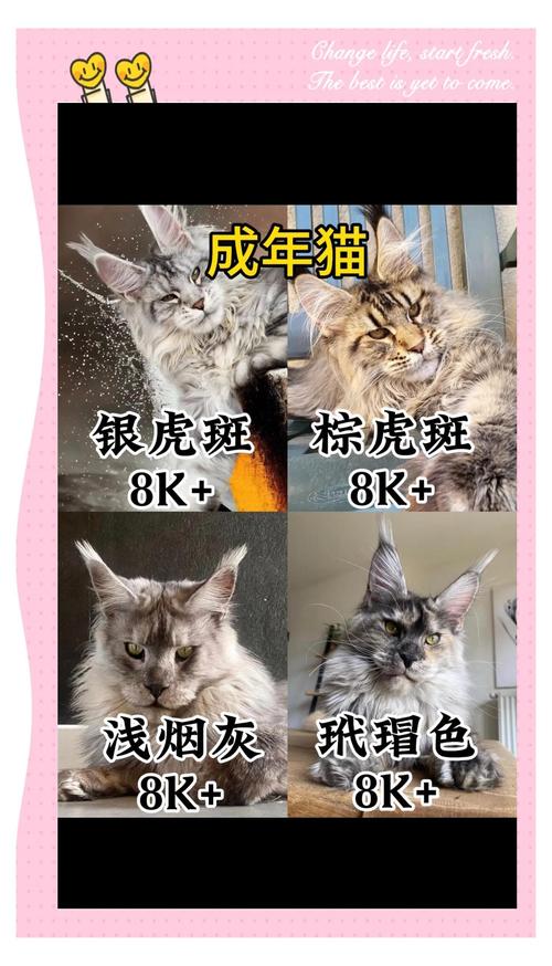串串猫价格因品种血统健康等差异很大(串串猫一般多少钱一只) 串串猫价格因品种血统健康等差异很大(串串猫一般多少钱一只)