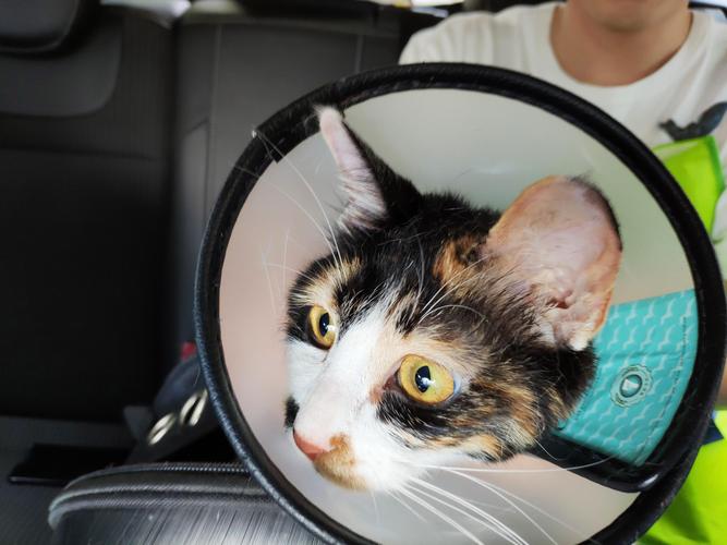 美丽温顺却难养?(布偶为什么是遗弃率最高的猫) 美丽温顺却难养?(布偶为什么是遗弃率最高的猫)
