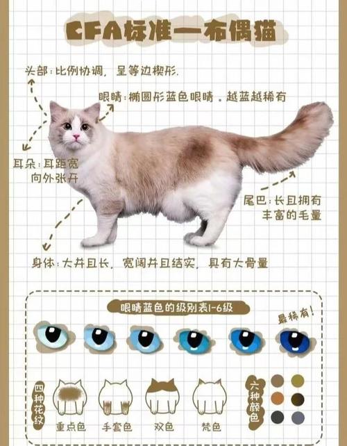 看喜好,公大粘人,母温顺(布偶猫公的好还是母的) 看喜好,公大粘人,母温顺(布偶猫公的好还是母的)