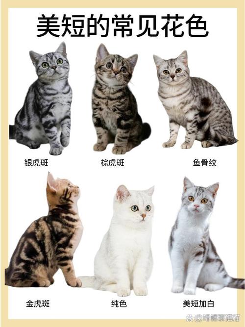 选只适合你的猫咪(短毛猫品种大全图) 选只适合你的猫咪(短毛猫品种大全图)