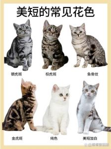 选只适合你的猫咪（短毛猫品种大全图）